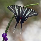 Zebra Swallowtail